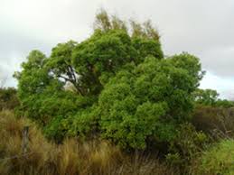 Image result for Myoporum laetum