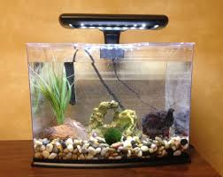 Betta Fish Aquarium Decorations