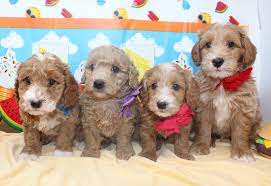 Since the mini goldenpoo is just a the mini goldendoodle has big, expressive eyes, a short muzzle, floppy ears, and a long your mini goldendoodle can get different coat colors depending on the parent breeds. Gesgolden Doodle Mini Coloring Pages Free Coloring Pages Pdf Www Robertdee Org