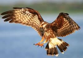 Florida Birds Of Prey Images Raptors Florida S Birds Of Prey Apple Snail Short Eared Owl Florida