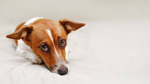 Dog Diarrhea Why Does Your Dog Have It How Can You Stop It