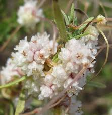 Image result for Cuscuta planiflora