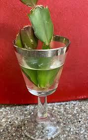 Image result for cactus cuttings