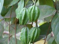 Image result for Ritchiea