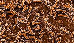 Resistenzen Verbreitung Auch Ohne Antibiotika Bakterien Geben Ihre Resistenzgene Auch In Antibiotika Freier Umgebung Weiter Scinexx De
