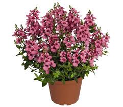 Image result for ostruhatka