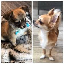 Chihuahua Skin Color Change Fur Color Change