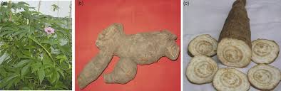 Image result for Ipomoea mauritiana