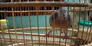 Jika lovebird sobat memiliki ciri yang satu ini, maka. Tips Memilih Derkuku Ombyokan Info Guyub Rukun Derkuku Puter Pelung