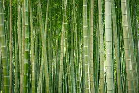 Bamboo grows in the grove near the house. Growing The U S Bamboo Investment Market Harvest Returns