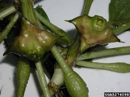 Image result for Trapa natans