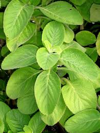 Image result for Coleus barbatus