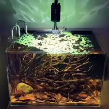 All Credit To Kjartan Flatraker On Instagram As The Owner Of This Content Biotope Aquarium Fresh Water Fish Tank Aquarium Fish Tank