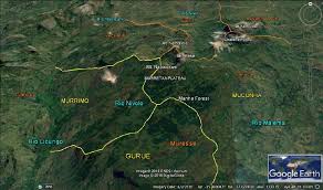 Image result for Pavetta gurueensis