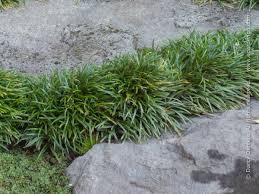 Image result for Ophiopogon