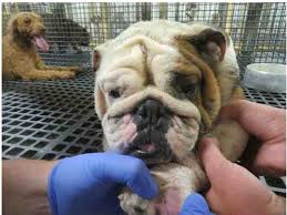 Horrible Hundred Report 2021