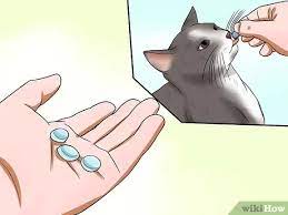Start with these tricks, but if your cat refuses to come despite understanding, there's really nothing you. How To Train Your Cat To Come To You 14 Steps With Pictures