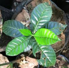 Image result for Entandrophragma delevoyi