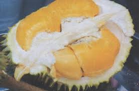 Reasons to plant Musang King Durian – Agriculture Monthly