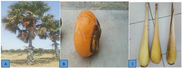 Image result for Borassus aethiopum