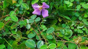 Image result for Grona adscendens