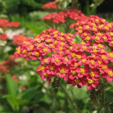 What flower symbolizes new beginnings? Flowers That Symbolize Protection A To Z Flowers