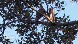 Elle bénéficie d'un climat tropical chaud et humide régi a bali et à lombok, la haute saison touristique se situe de juin à juillet et à noël. Une Saison En Indonesie Tous Les Episodes En Streaming France Tv