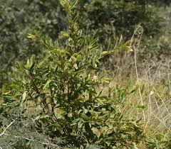 Image result for Combretum celastroides