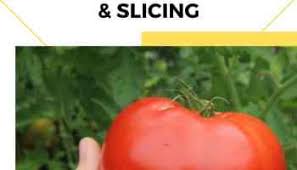 Guide to Growing Brandywine Tomatoes