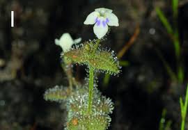 Image result for Hartliella