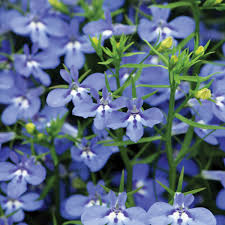 Image result for Lobelia erinus