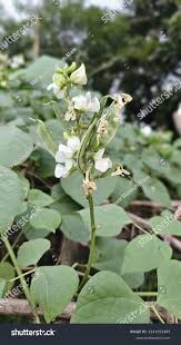 Image result for Dolichos