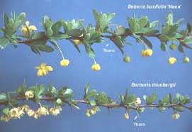 Image result for Maerua buxifolia
