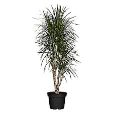 Piardino Drachenbaum Dracaena Marginata Topfgrosse 24 Cm Blattfarbe Rot Grun Pflanzen Drachenbaum Grunpflanzen