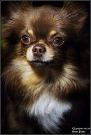 Very Cute Chihuahua Cutesmalldogs Chihuahua Welpen Susseste Kleine Hunde Hund Chihuahua