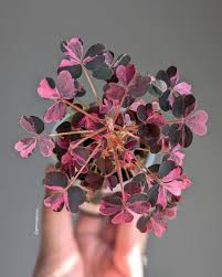 Image result for Oxalis purpurascens