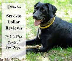 Shop chewy's wide selection of flea and tick dog collars for an easy way to protect your pup from all you have to do is put it on like a regular collar and then you're set. Seresto Collar Reviews 2021 Reviewed Tick Flea Control For Dogs Go Pup