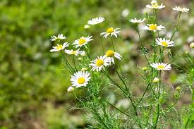 They require a full 8 hours of rest from light. How To Grow Chamomile In Containers Gardener S Path