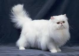 Despite adamant neutering campaigns, during the summer months in. Colourpoint Persian Cat Persian Cat White Cat Breeds Persian Cat