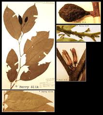 Image result for Strombosia