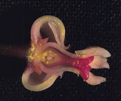 Image result for Symphonia globulifera