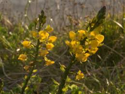 Image result for Eulophia sp. nov.