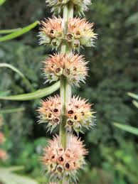 Image result for Leonurus japonicus