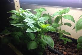 Turning A Fish Tank Into A Diy Aquaponics System Dustinbajer Com
