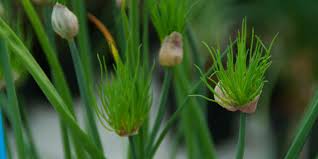 Image result for Alliaceae