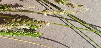 Image result for Setaria parviflora