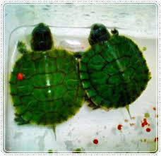 Trouvez les meilleures images gratuites sur le thème « kura kura kecil ». Kura Kura Pets Corner Surabaya