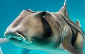The port jackson shark (heterodontus portusjacksoni) is a nocturnal, oviparous (egg laying) type of bullhead shark of the family heterodontidae, found in the coastal region of southern australia, including the waters off port jackson. Port Jackson Shark