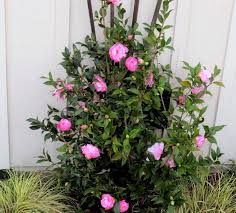 Late To The Garden Party My Favorite Plant This Week Camellia Hybrid Taylor S Perfection Wildflower Garden Evergreen Shrubs Courtyard Garden