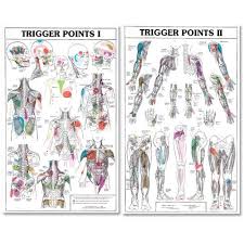 Trigger Points I And Ii Laminated Chart Posters Buy Online